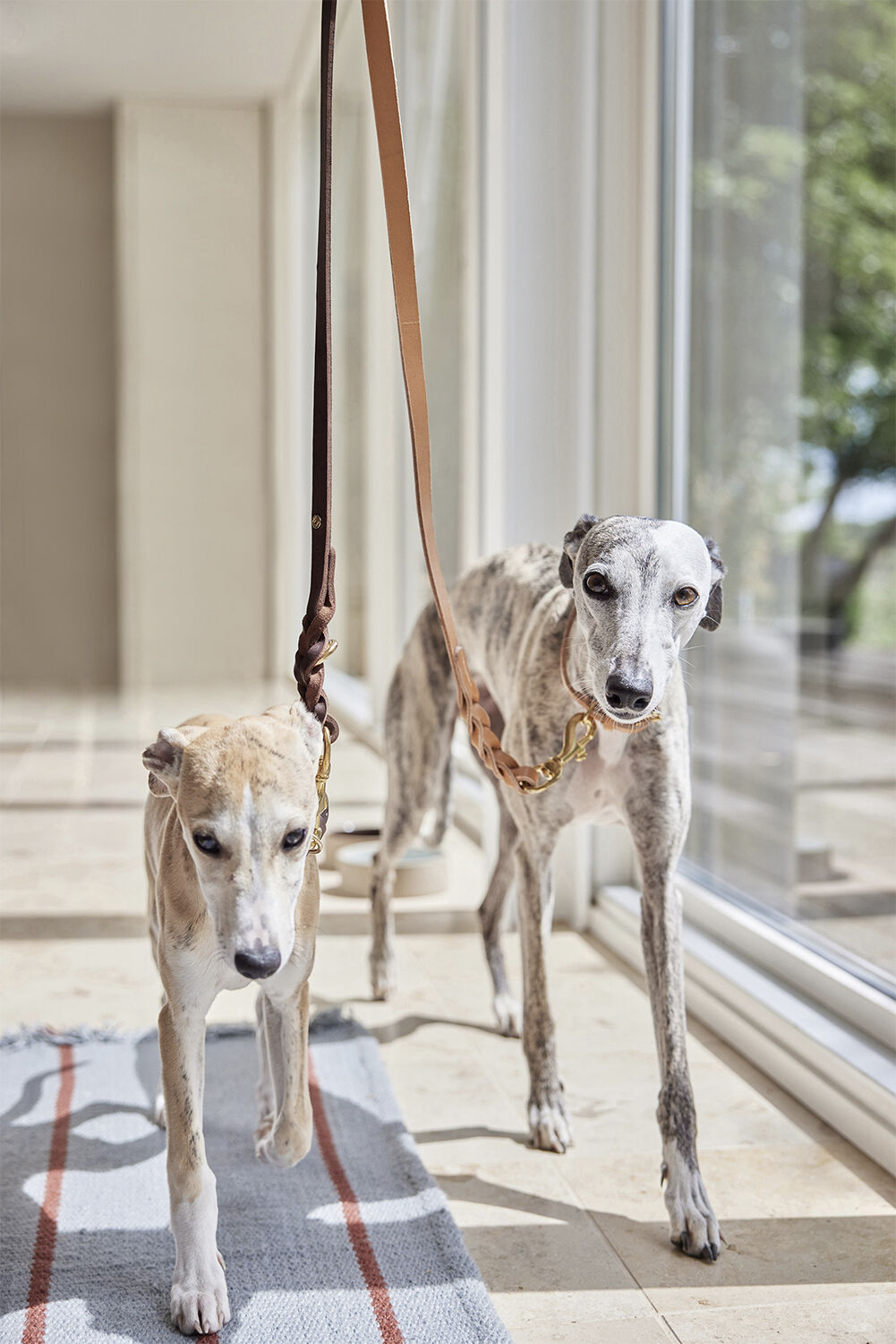 Robin Hundesnor - M/L