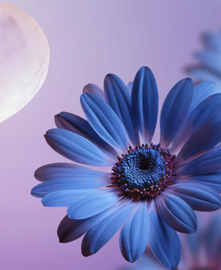 Dream Body Scrub 220g