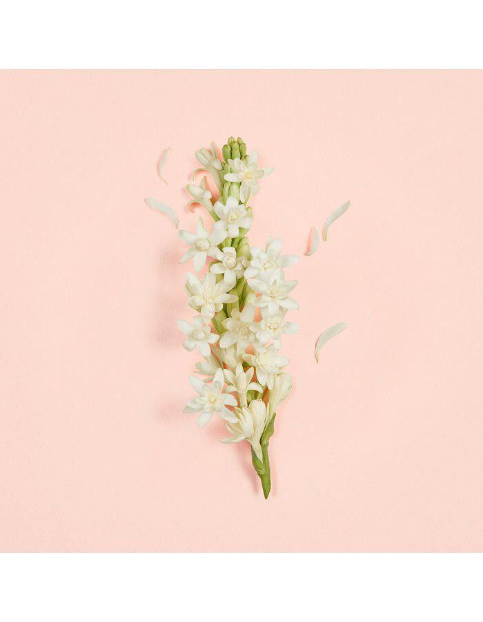 Bloom Ambrosia d'Oro Parfum