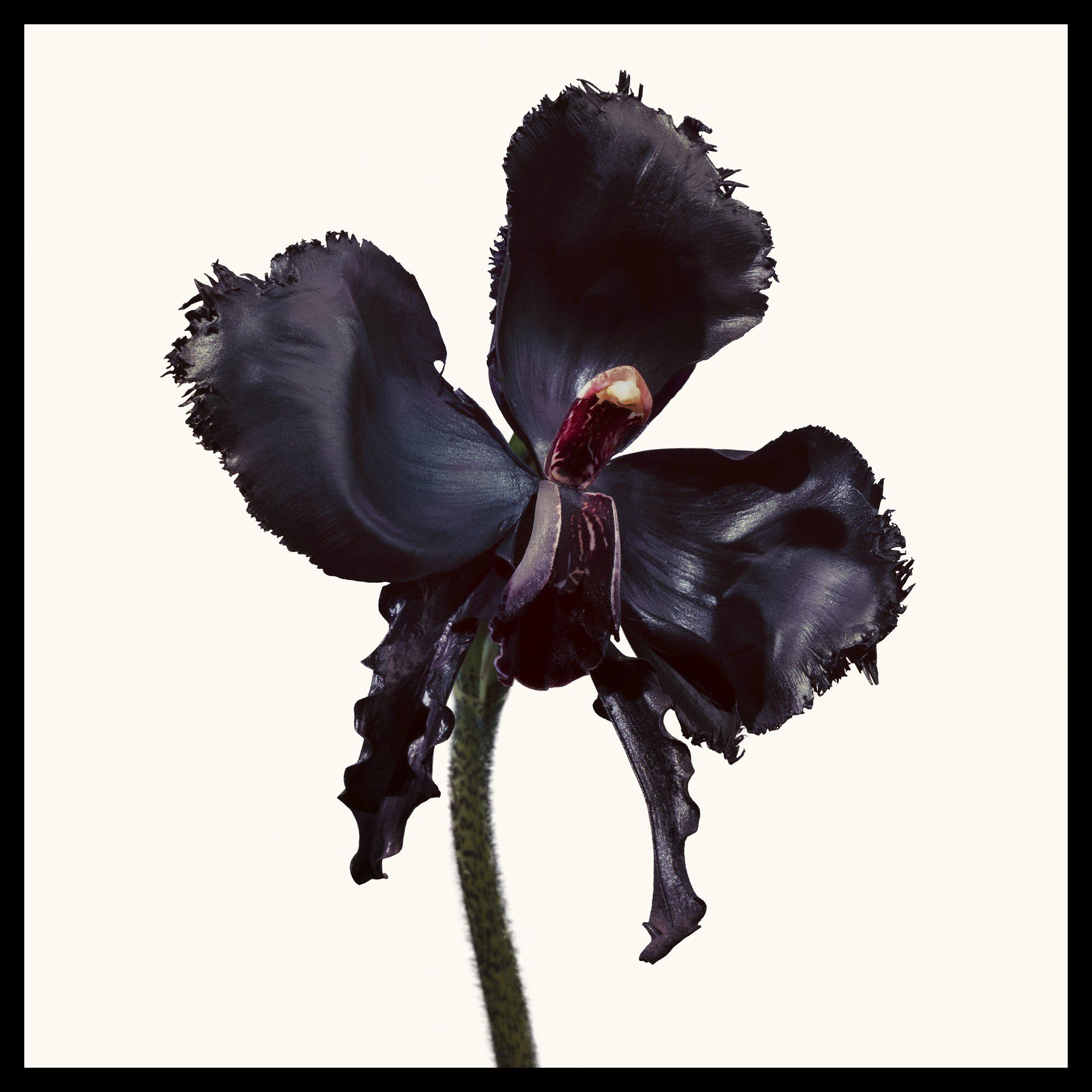 Black Orchid Reserve