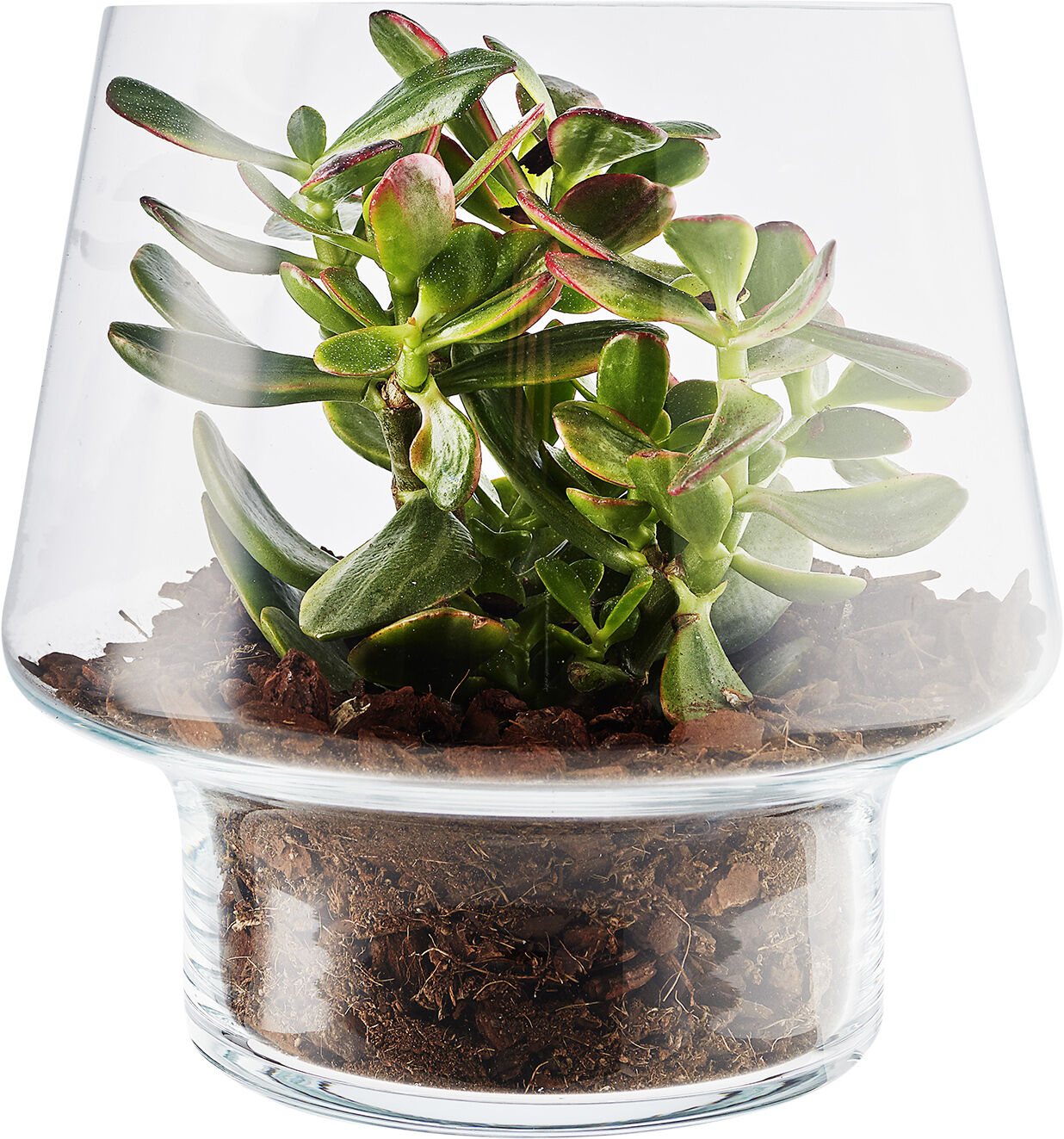 Sukkulent glasvase