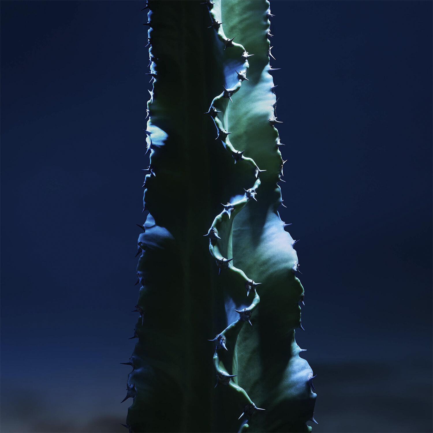 Sauvage The Toner Face Toner Lotion with Cactus Extract