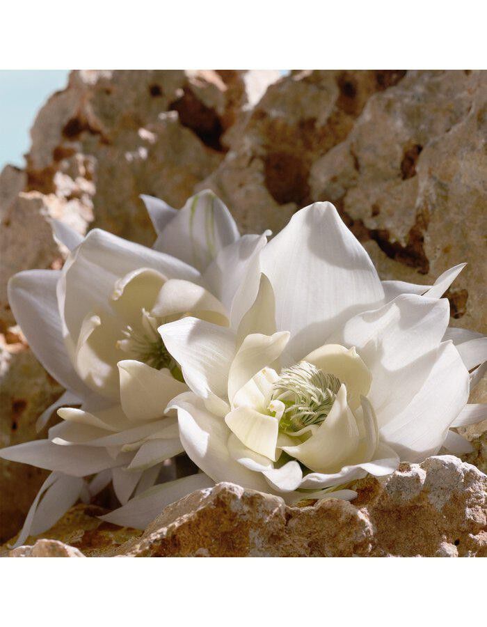 Q by Dolce&Gabbana Elixir 50 ml