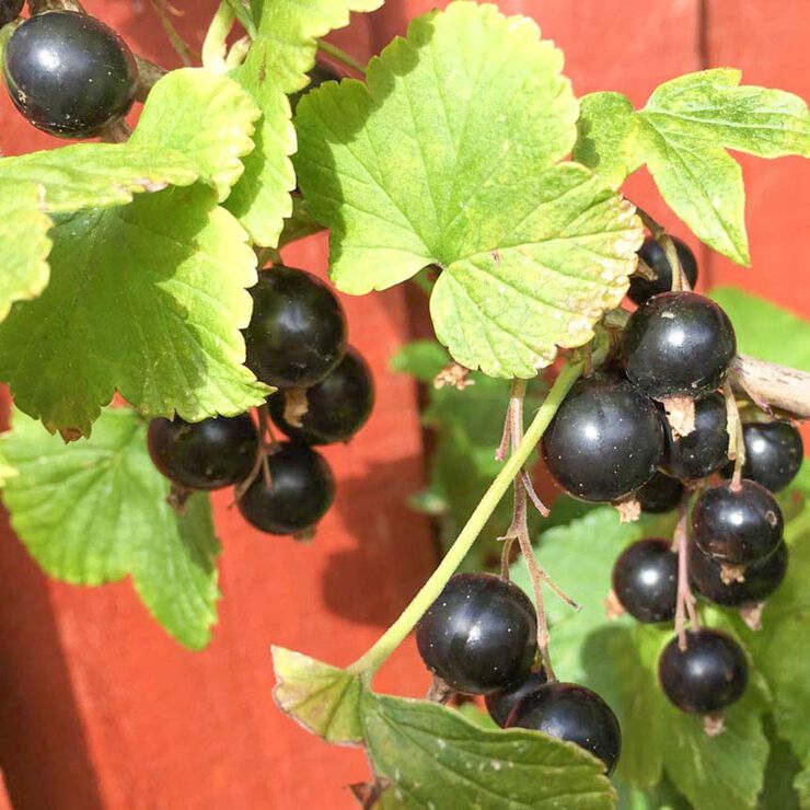 Solid parfume - Blackcurrant bud No. 08
