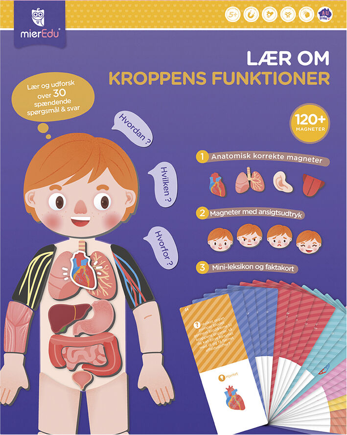 mierEdu - Magnetisk legesæt - Lær om kroppens funktioner