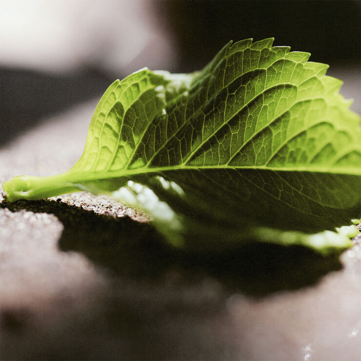 Chloé Nomade Jasmin Naturel Intense Eau de Parfum