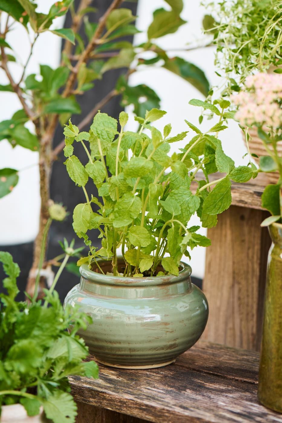 Skjuler lav st&oslash;vgr&oslash;n distressed