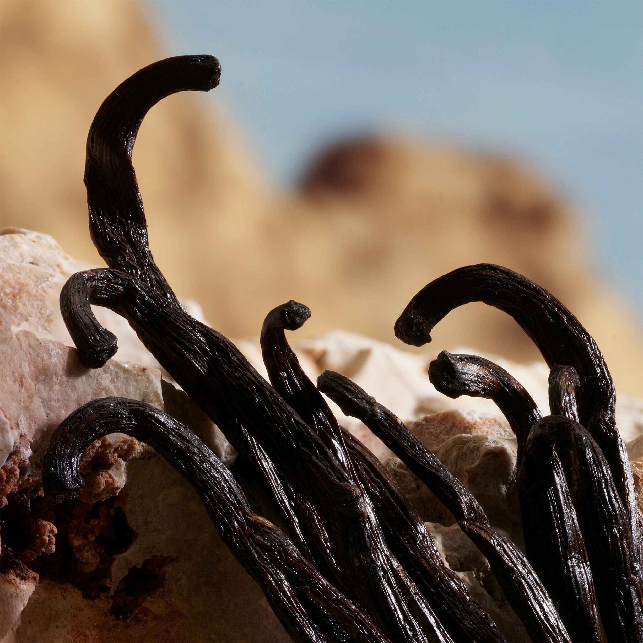 Q By Dolce&Gabbana Parfum