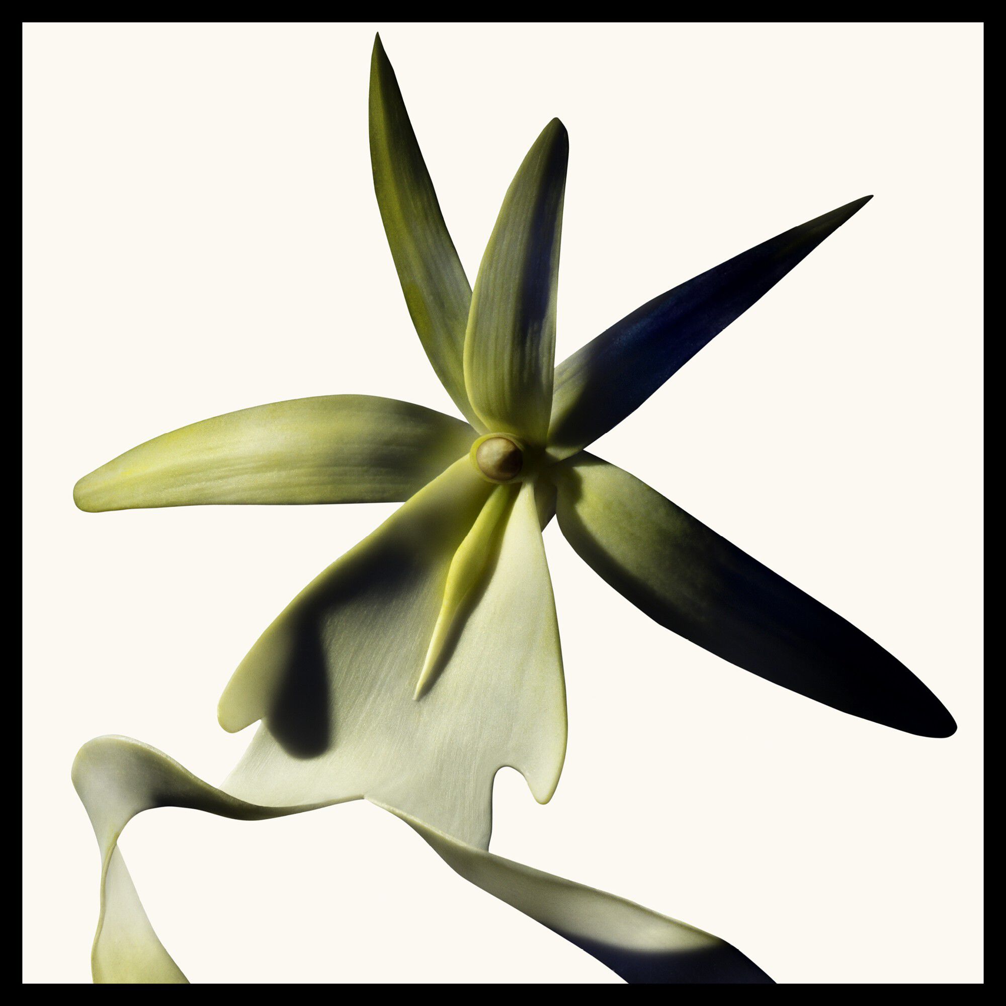 Black Orchid Reserve