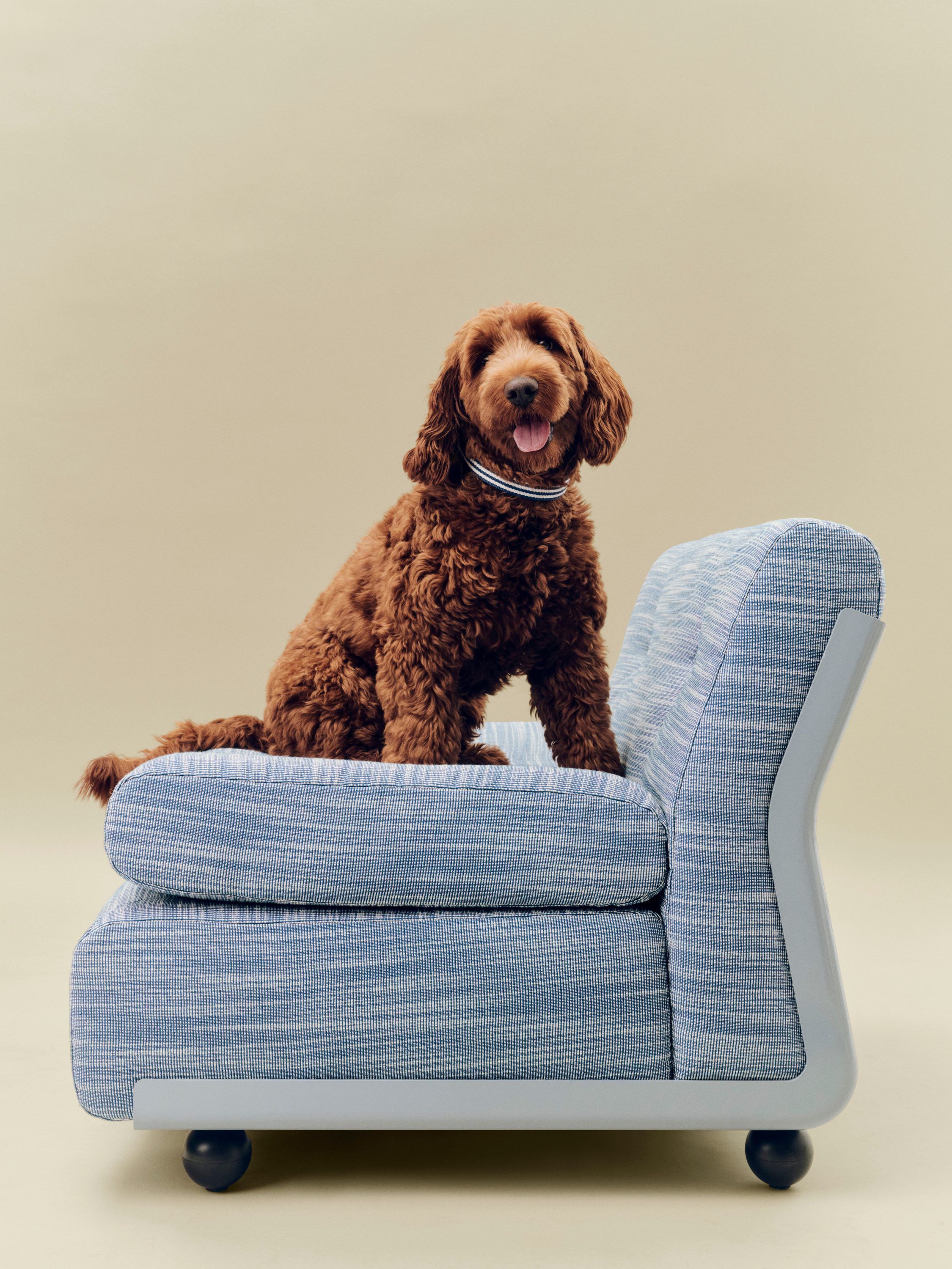 HAY Dogs Collar Flat-M/L-Blue and w