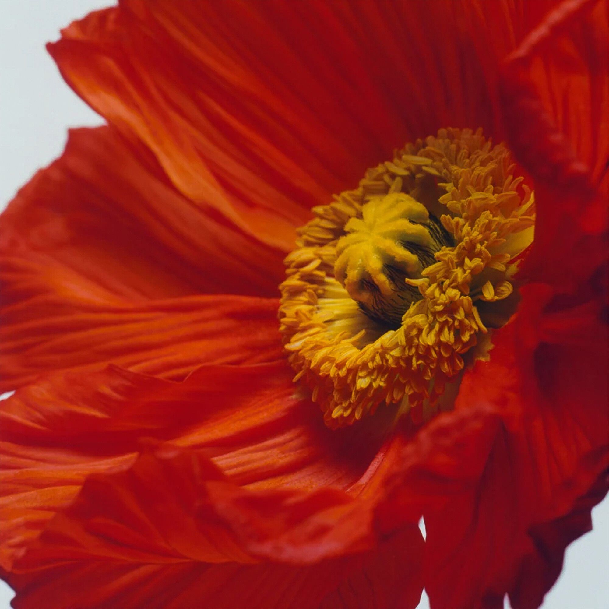 Scarlet & Poppy Cologne Intense