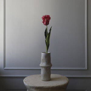 Parrot Tulip Flower