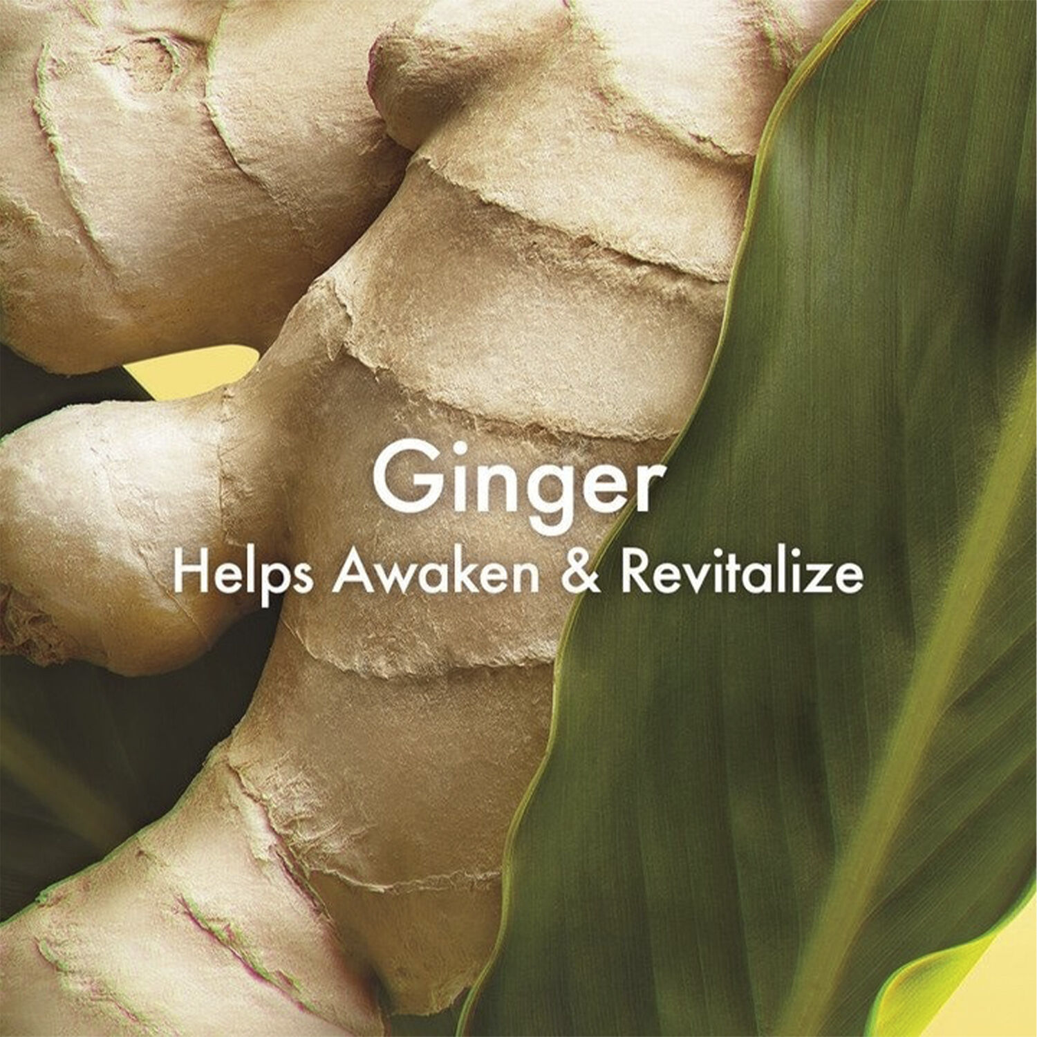 Ginger Essence Sensuous Fragrance Skin Scent