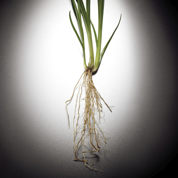 Pour Homme Eau de Parfum