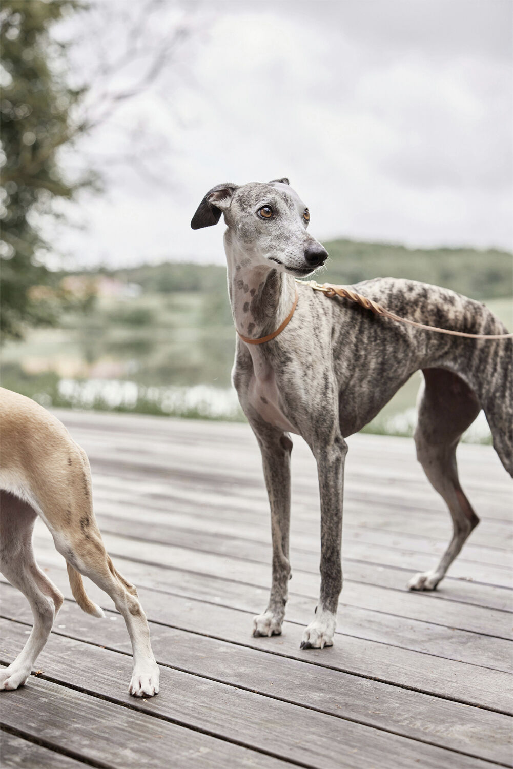 Robin Hundehalsb&aring;nd - Ekstra Stor