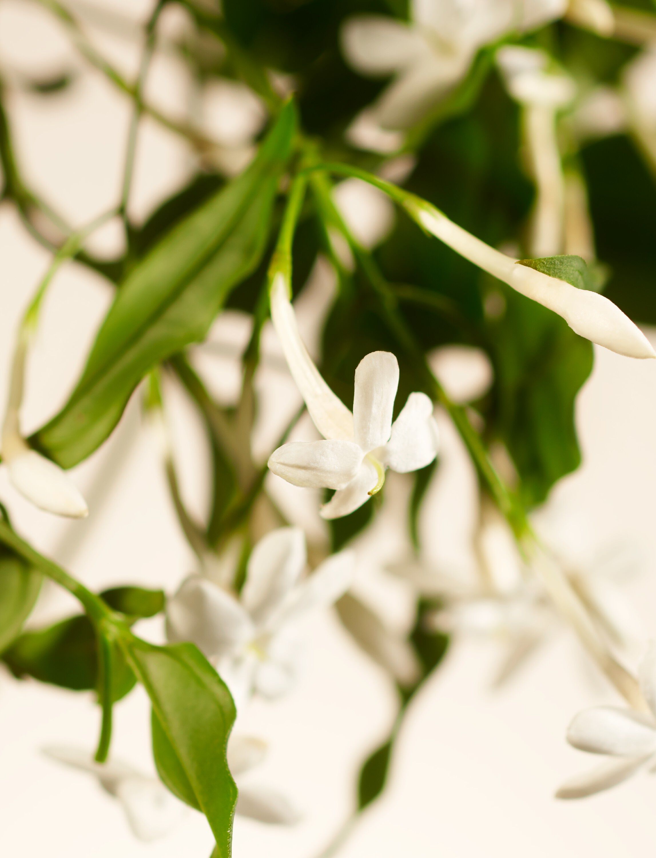 Sweet Jasmine Scented Candle 360g