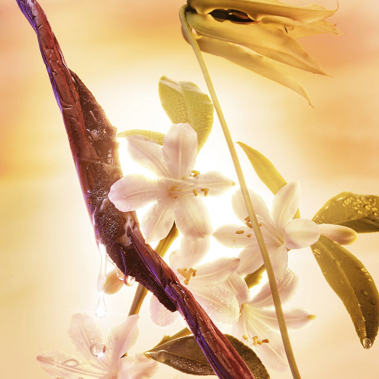 Joyphoria - Eau de Parfum