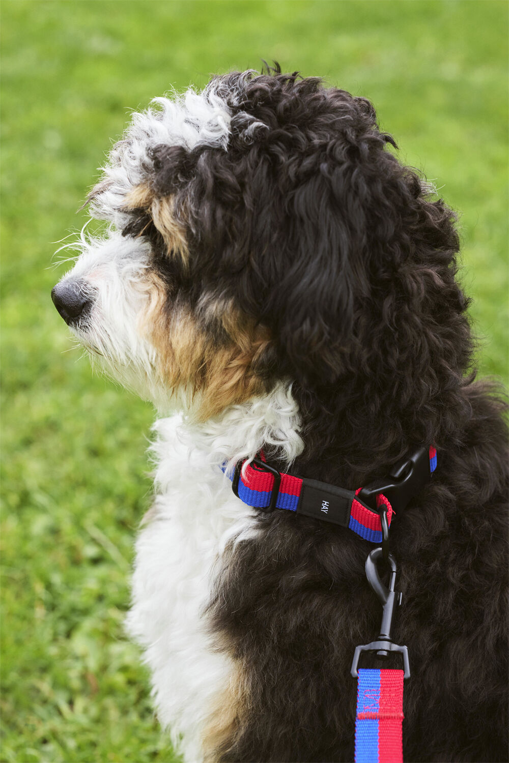 HAY Dogs Collar Flat-S/M-Red, blue