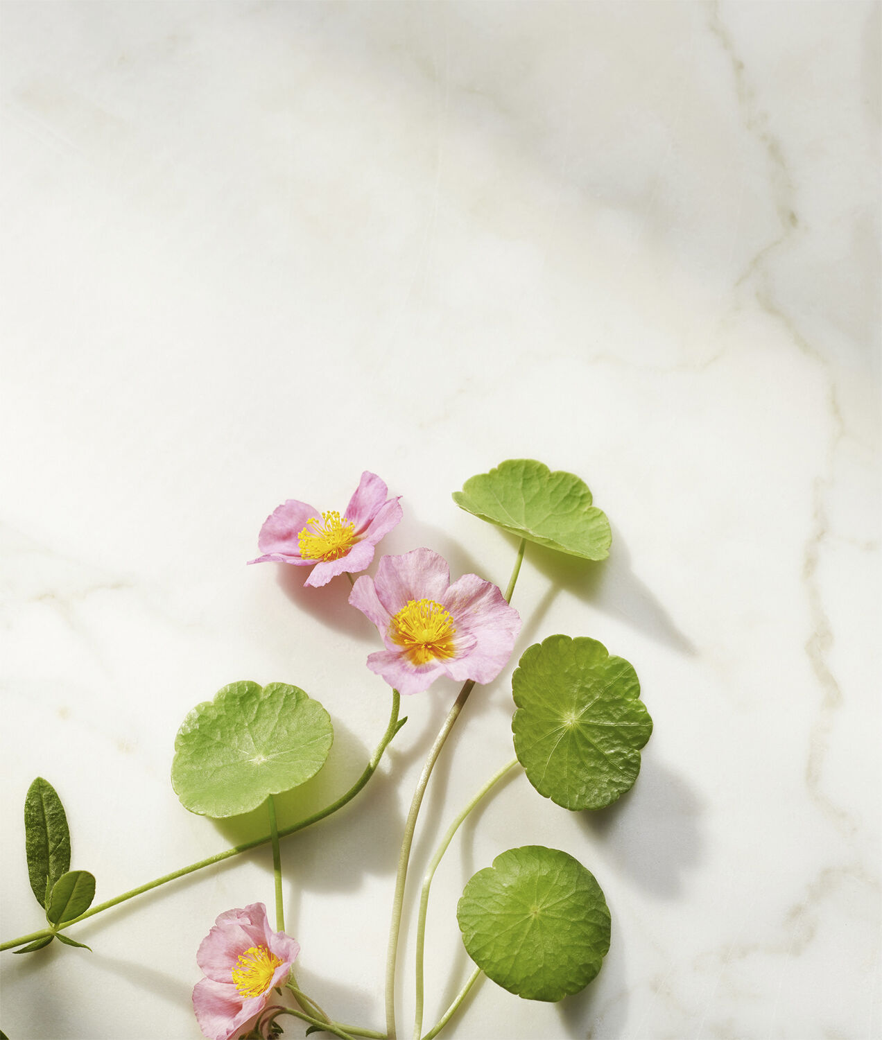 The Ritual of Namaste Ageless Firming Night Cream