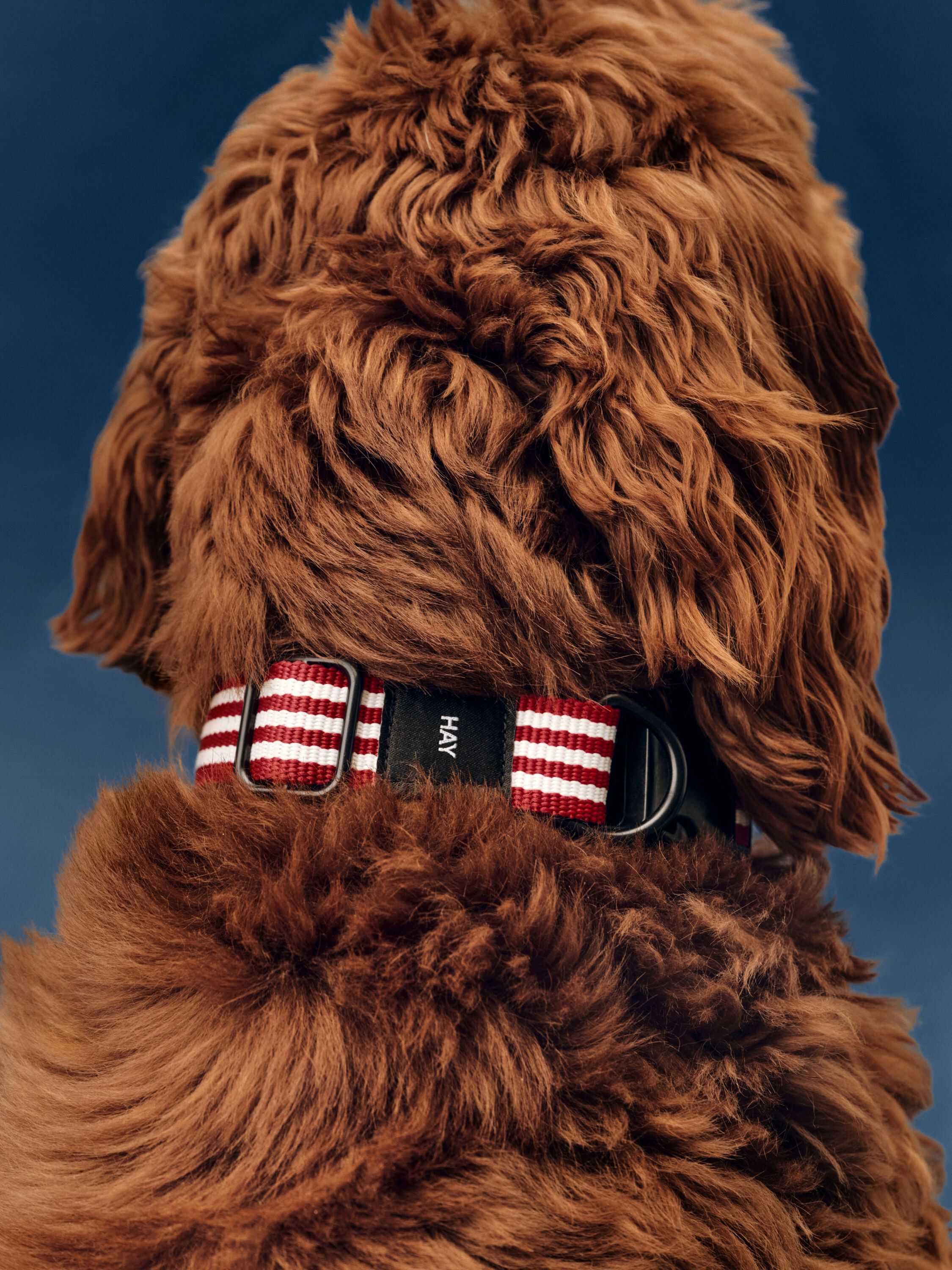 HAY Dogs Collar Flat-M/L-Red and wh