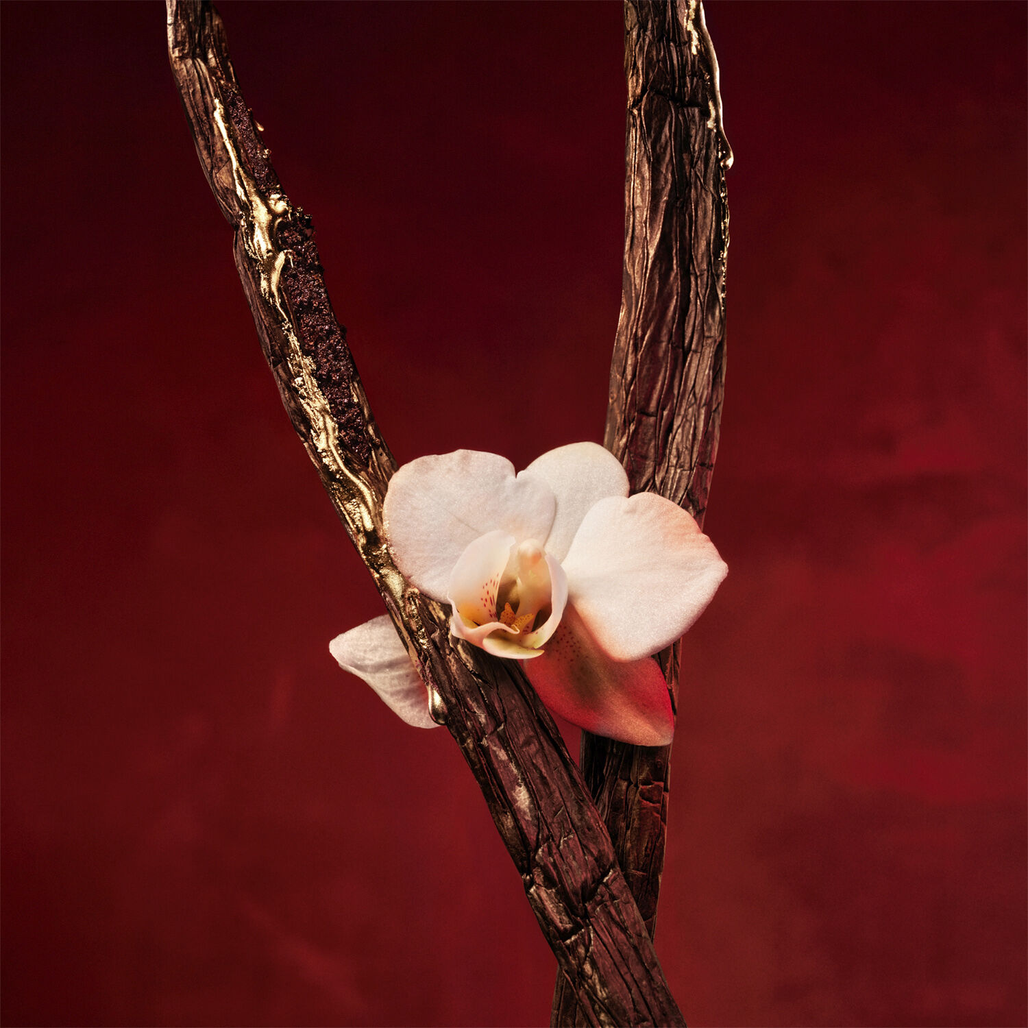 Alive Absolu Eau de parfum 30. 0 ML