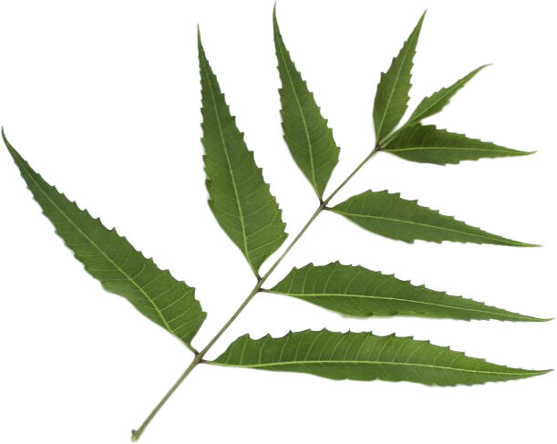 Organic Herbal Tonic