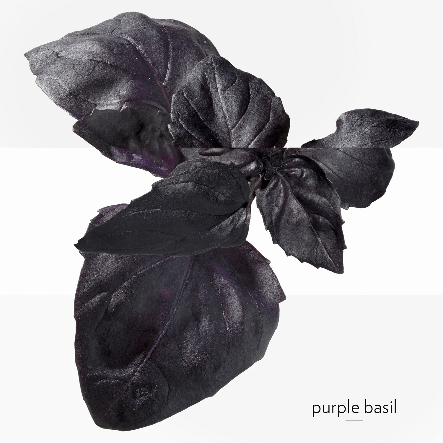 EAU DE BASILIC POURPRE EAU DE COLOGNE