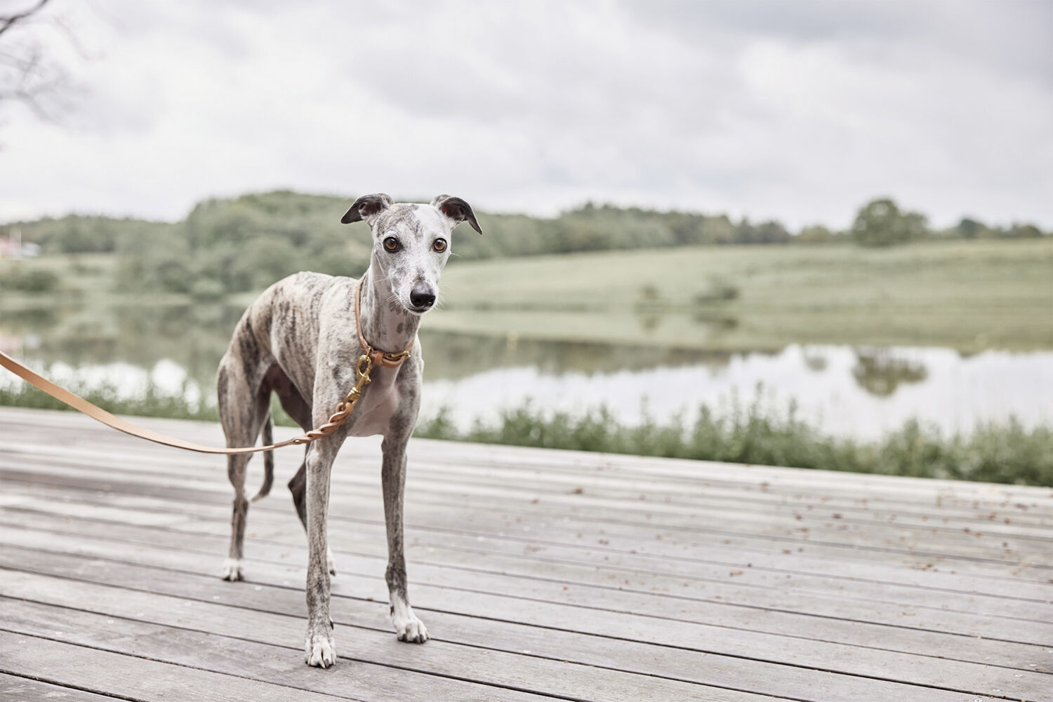 Robin Hundehalsb&aring;nd - Lille
