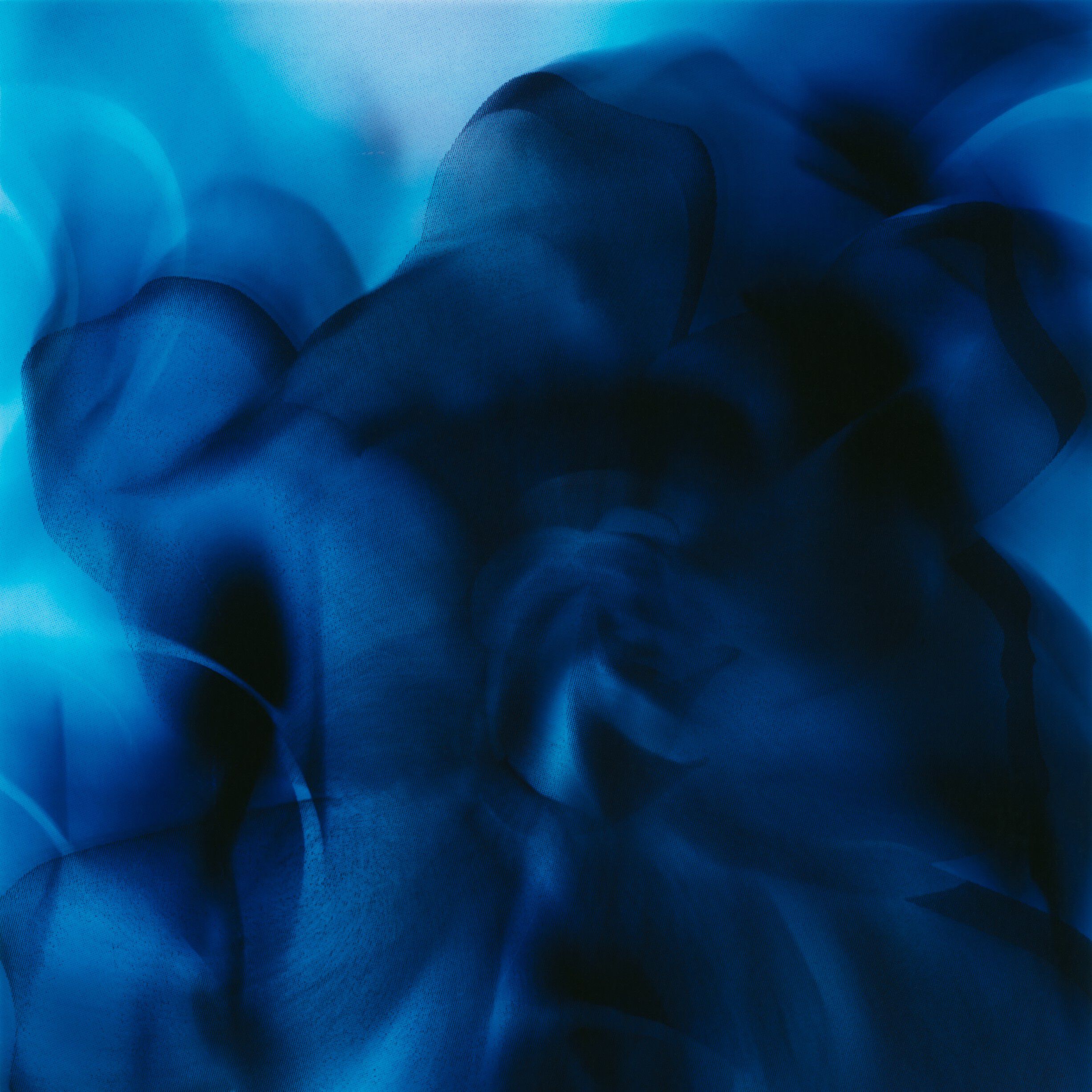 Night Veils Casablanca Lily