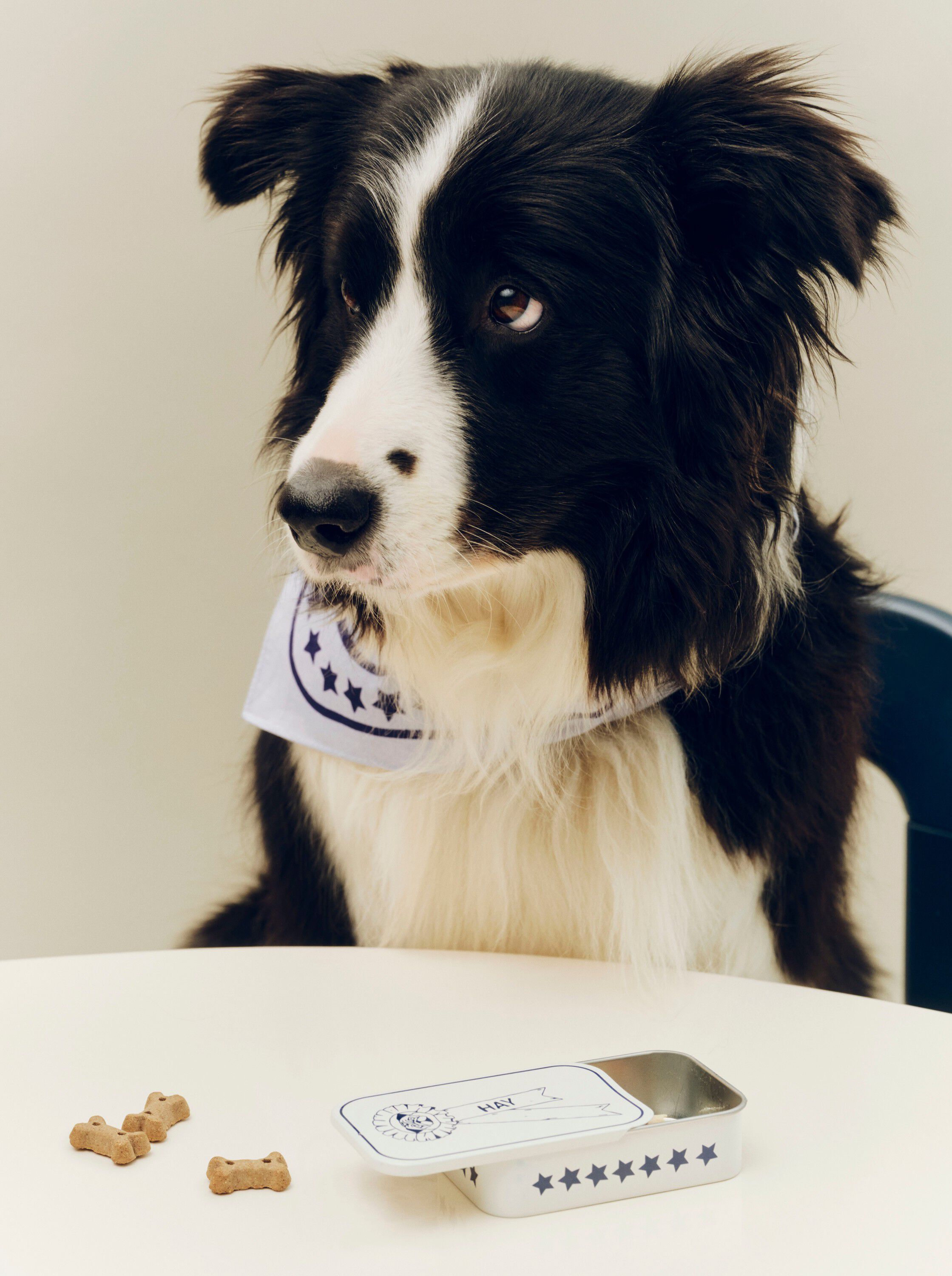 HAY Dogs Treat Tin-Small-Blue and w