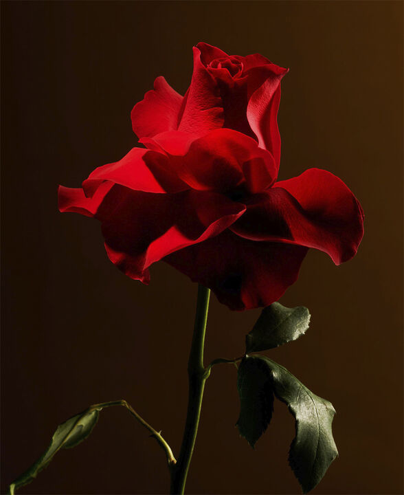 Imperial Rose Refill Scented Candle 360g