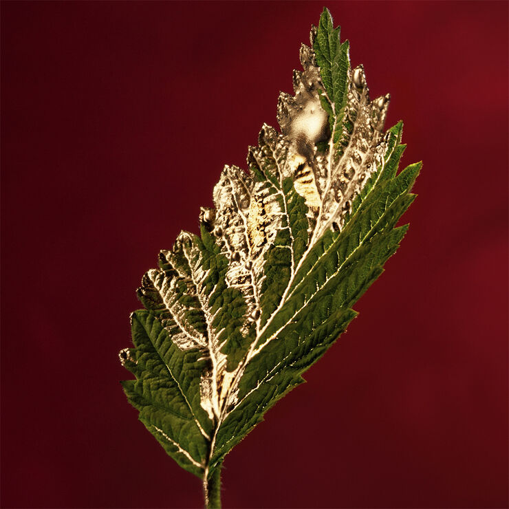 Alive Absolu Eau de parfum 30. 0 ML