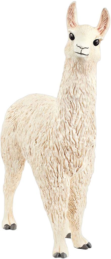 Sch Llama