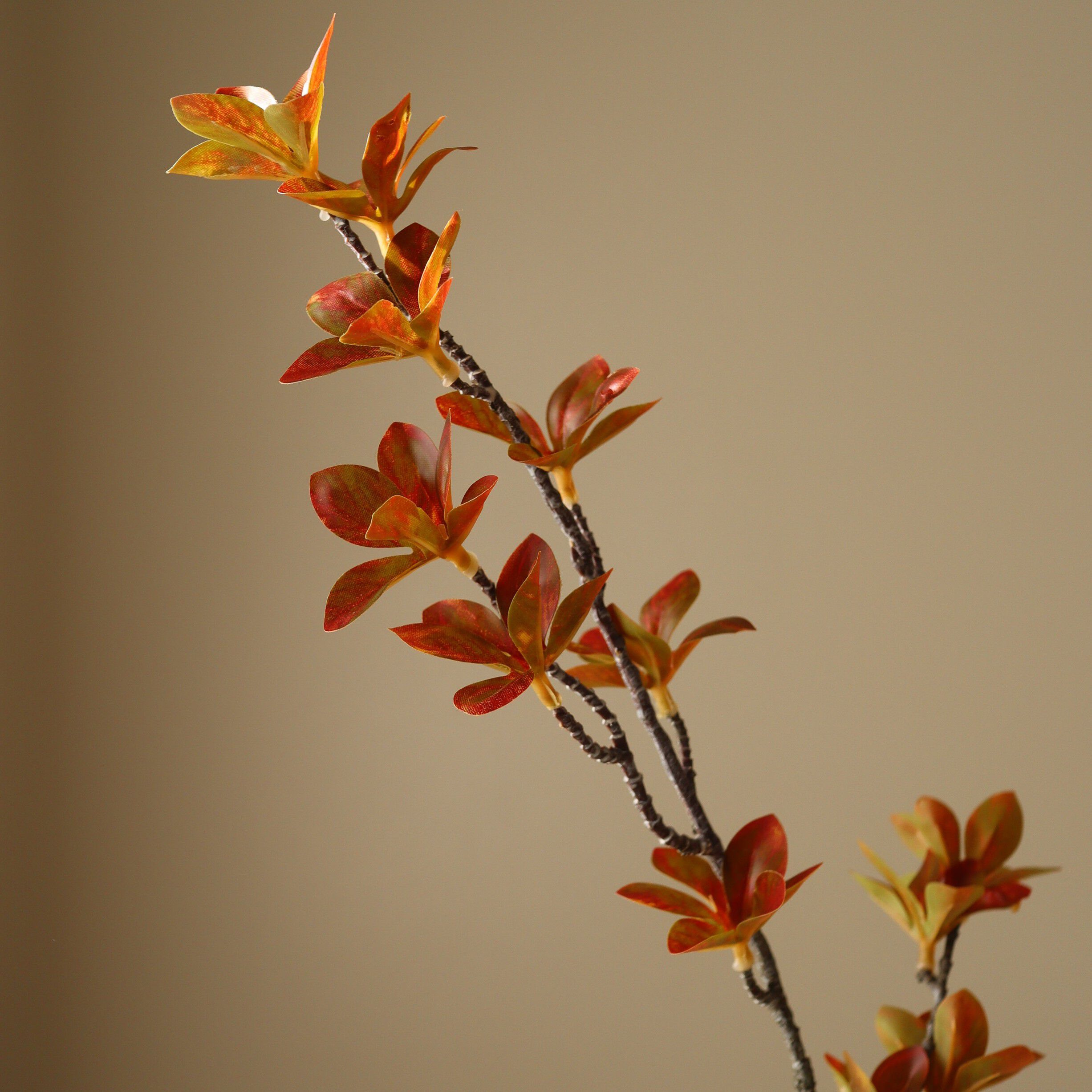 Enkianthus Perulatus Leaves