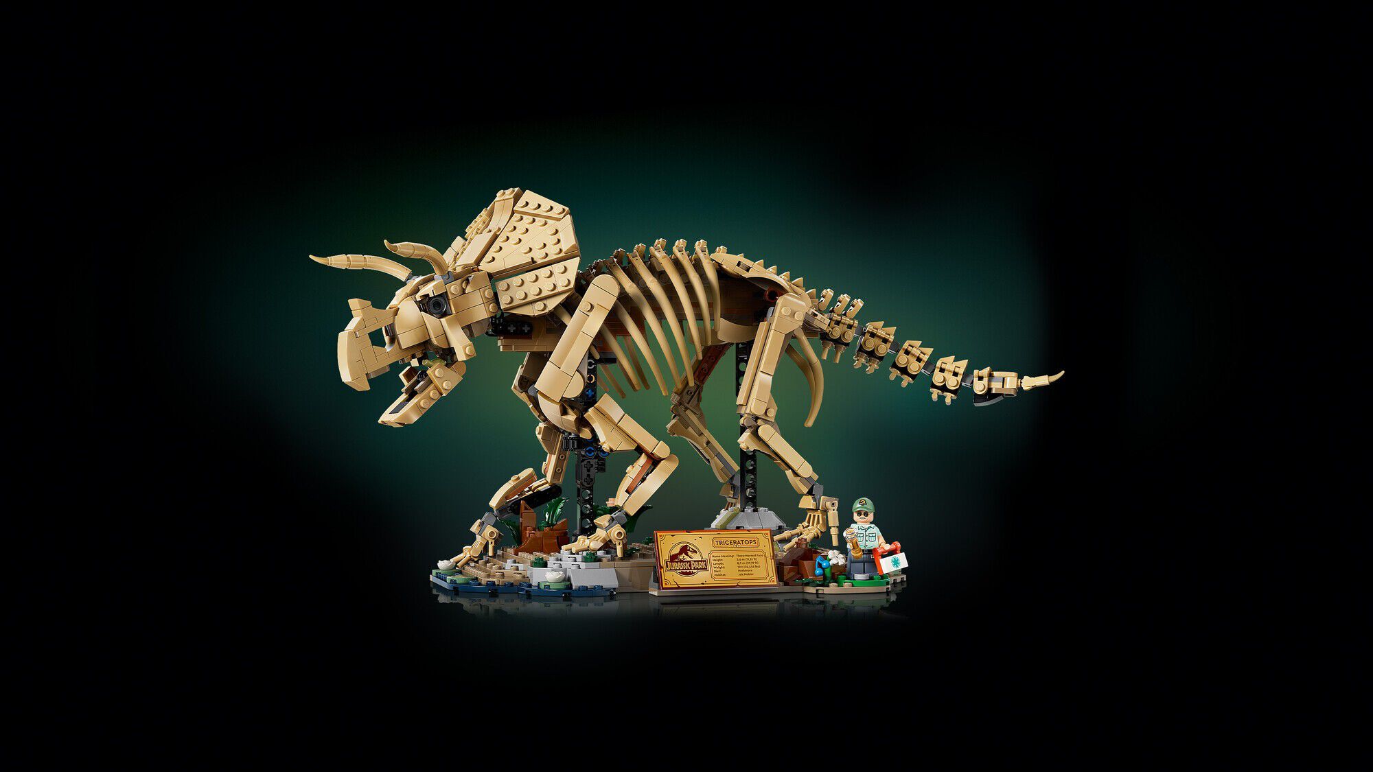 Dinosaurfossiler - Triceratops 77985
