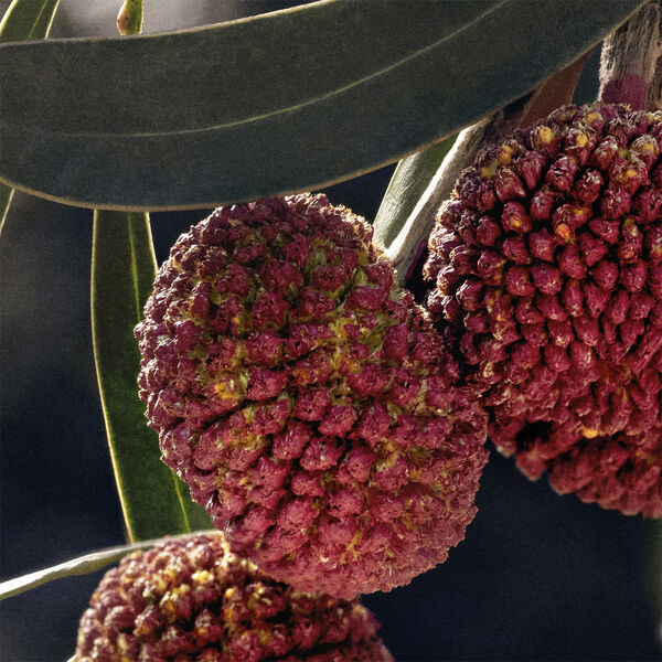 Chloé Eau de Parfum