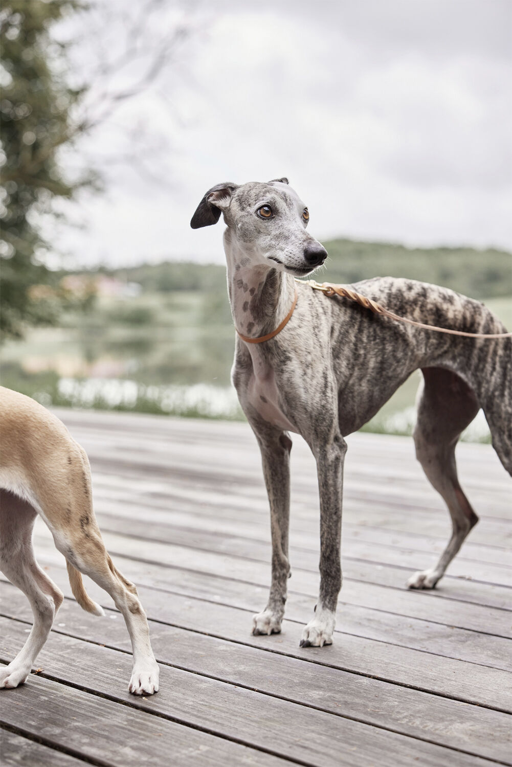 Robin Hundehalsb&aring;nd - Stor