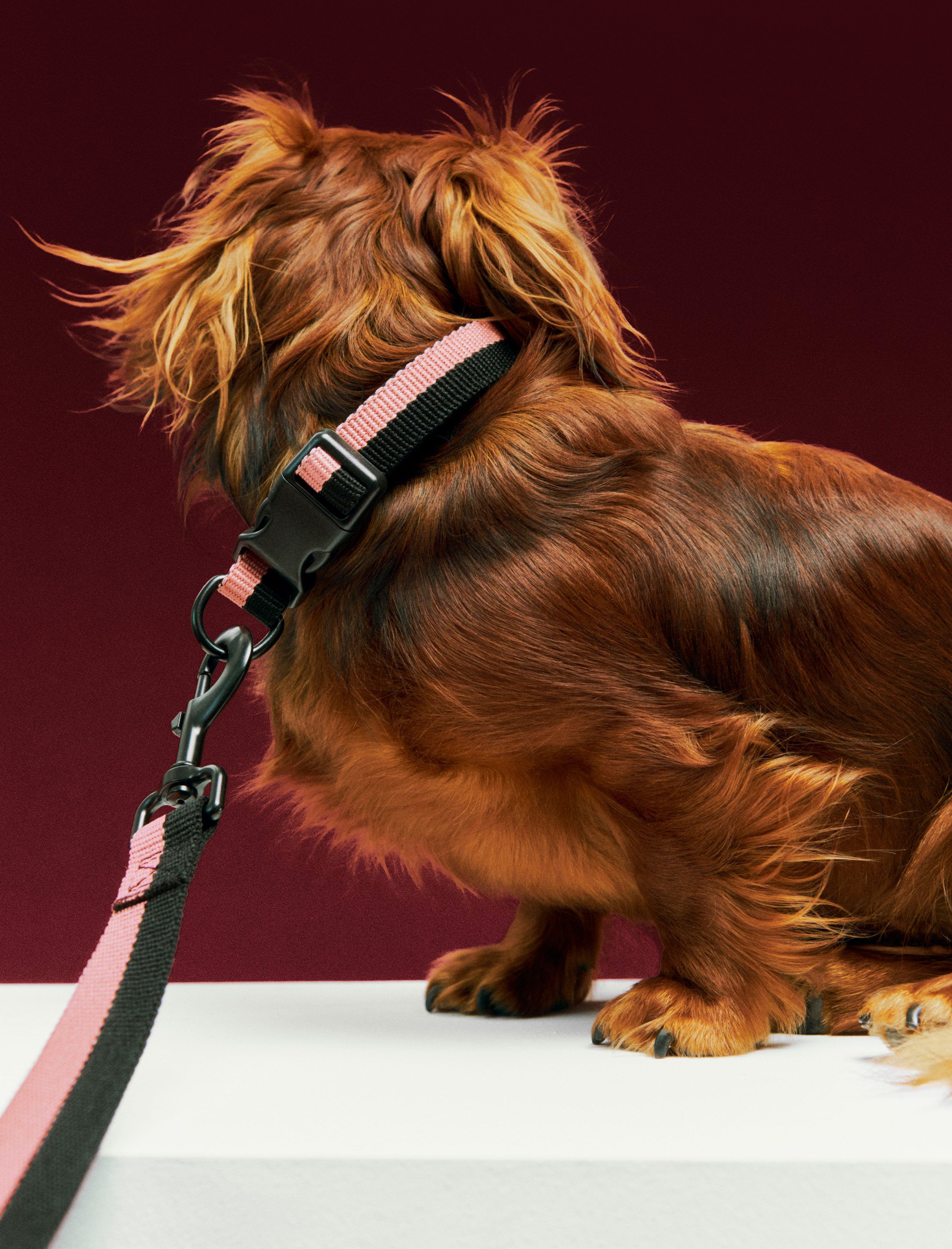 HAY Dogs Collar Flat-S/M-Pink, blac