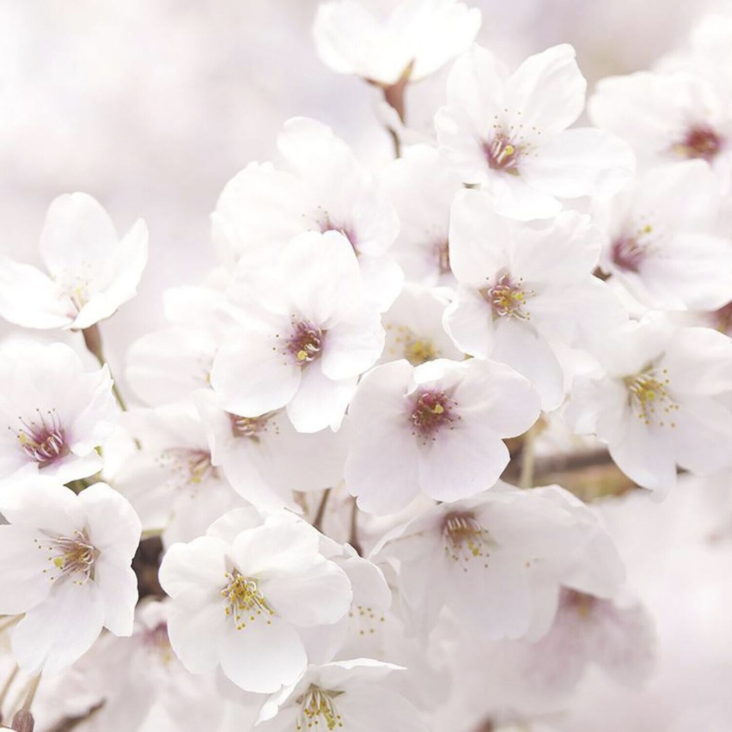 Dewy Glow Emulsion - with Jeju Cherry Blossom