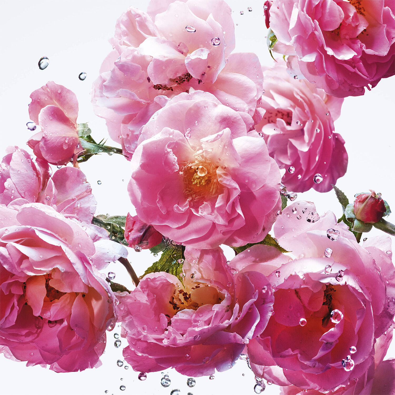 Miss Dior Rose N'Roses Eau de toilette