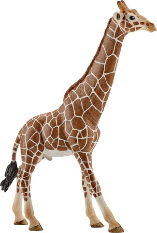 Sch Giraffe male