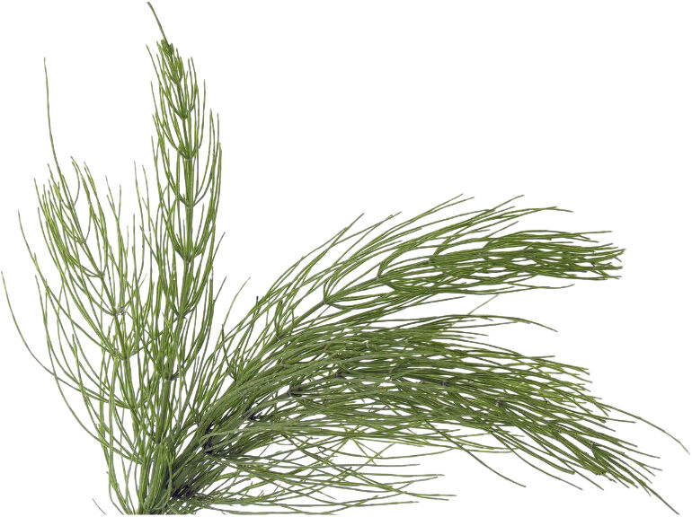 Organic Aloe Mint Volume Conditioner