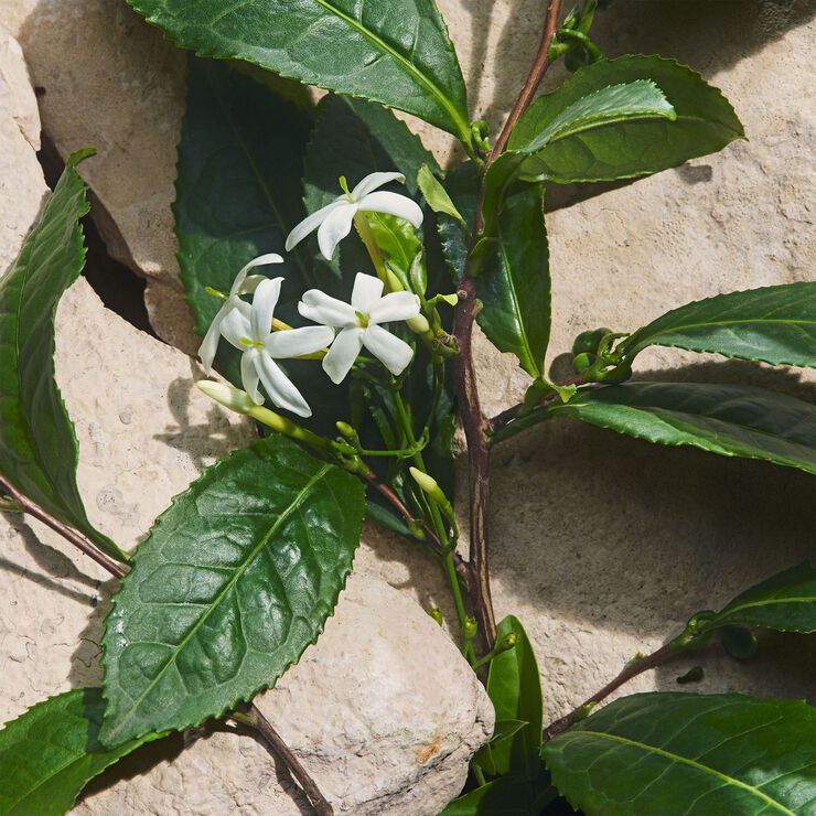 Light Blue Capri In Love Eau de Parfum