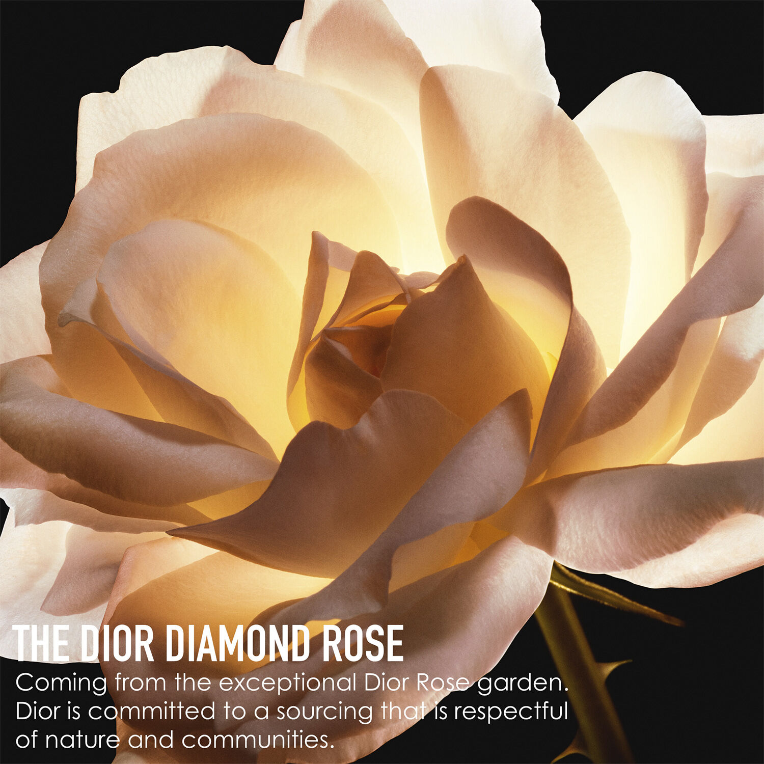 Dior Prestige La Creme Riche 50ML