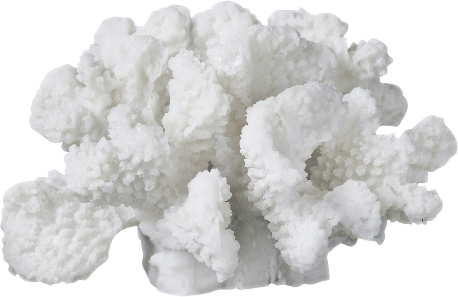 Coral, branches - small