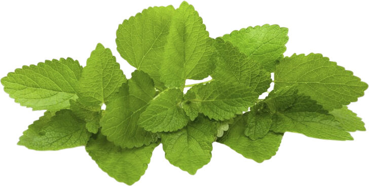 Organic Cajeput Pure Balance Shampoo