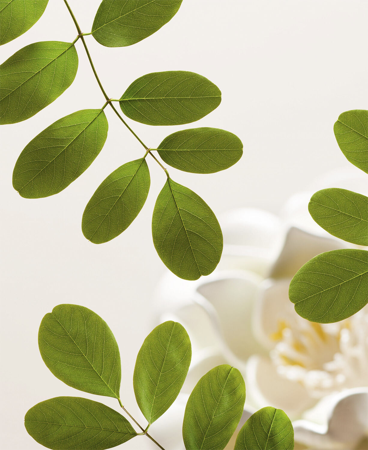 The Ritual of Namaste Gentle Cleansing Foam