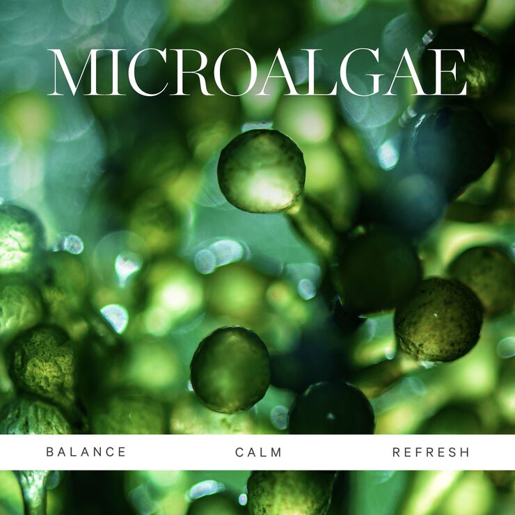 Active Algae Lightweight Moisturizer Refill Pod