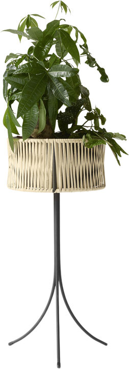 Umanoff, Planter, H 69