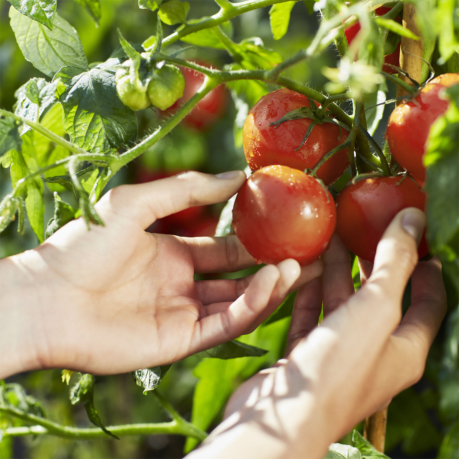 REPLICA From the Garden Eau de Toilette